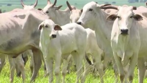 Adoção de critérios técnicos reduz prejuízos e otimiza o desempenho da fazenda. (Foto: Reprodução / pesquisa Internet)