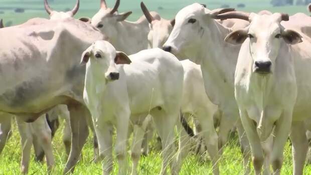 Adoção de critérios técnicos reduz prejuízos e otimiza o desempenho da fazenda. (Foto: Reprodução / pesquisa Internet)