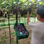 Uso de fertilizantes organominerais ajuda a manter a qualidade dos frutos e aumentar a produtividade, já que a matéria orgânica que compõe a tecnologia faz uma liberação mais controlada dos nutrientes. (Foto: divulgação / Agrourbano)