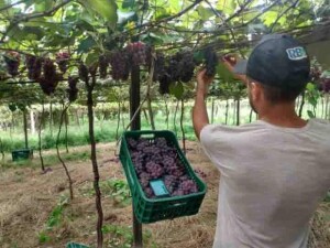 Uso de fertilizantes organominerais ajuda a manter a qualidade dos frutos e aumentar a produtividade, já que a matéria orgânica que compõe a tecnologia faz uma liberação mais controlada dos nutrientes. (Foto: divulgação / Agrourbano)