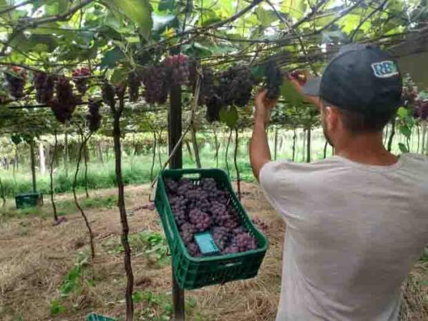 Uso de fertilizantes organominerais ajuda a manter a qualidade dos frutos e aumentar a produtividade, já que a matéria orgânica que compõe a tecnologia faz uma liberação mais controlada dos nutrientes. (Foto: divulgação / Agrourbano)