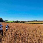 Rally da Safra encerra avaliação de lavouras em 13 estados; produtividade média é estimada em 60 sacas por hectare e área plantada soma 47,8 milhões de hectares. (Divulgação)