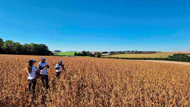 Rally da Safra encerra avaliação de lavouras em 13 estados; produtividade média é estimada em 60 sacas por hectare e área plantada soma 47,8 milhões de hectares. (Divulgação)