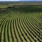 O processo, iniciado há dois meses, foi concluso durante a Fruit Attraction São Paulo. Chile é o novo parceiro comercial, principal feira internacional para o mercado de frutas e hortaliças no hemisfério Sul. (Divulgação).