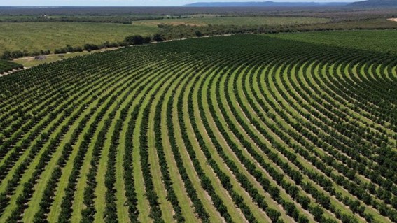 O processo, iniciado há dois meses, foi concluso durante a Fruit Attraction São Paulo. Chile é o novo parceiro comercial, principal feira internacional para o mercado de frutas e hortaliças no hemisfério Sul. (Divulgação).