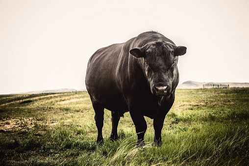 Boi Aberdeen Angus (Divulgação)