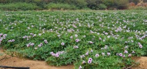 Iniciativas no Nordeste mostram como o bioma pode ser sustentável, produtivo e motor de transformação social. (Divulgação