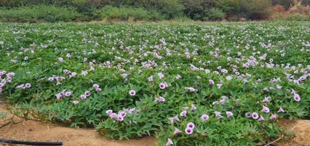 Iniciativas no Nordeste mostram como o bioma pode ser sustentável, produtivo e motor de transformação social. (Divulgação