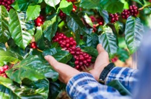 Cultura enraizada no agronegócio brasileiro se destaca mundialmente pela qualidade, certificada por soluções de automação que garantem eficiência e padronização na seleção dos grãos, com produtividade de até 400 sacas por hora. (Café-da-Chapada/ selo-de-origem /divulgação)