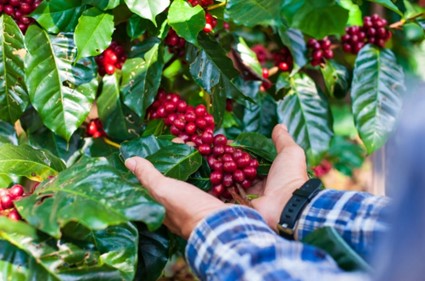 Cultura enraizada no agronegócio brasileiro se destaca mundialmente pela qualidade, certificada por soluções de automação que garantem eficiência e padronização na seleção dos grãos, com produtividade de até 400 sacas por hora. (Café-da-Chapada/ selo-de-origem /divulgação)