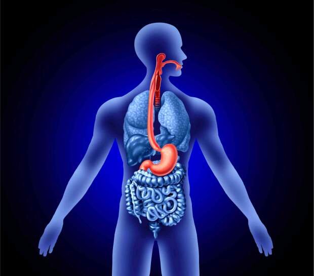 Fortemente associados com tabagismo, consumo excessivo de álcool e alimentação rica em ultraprocessados, os tumores no esôfago podem ser prevenidos ou diagnosticados mais cedo a partir da atenção com sinais como dificuldade para engolir, perda de peso inexplicável, queimação no peito, rouquidão e indigestão frequente. (crédito: lightsource_depositphotos)