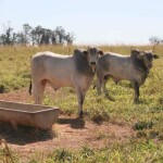 Técnica permite manter o ganho de peso dos animais com suplementação estratégica e manejo efetivo dos piquetes. (Divulgação Connan)