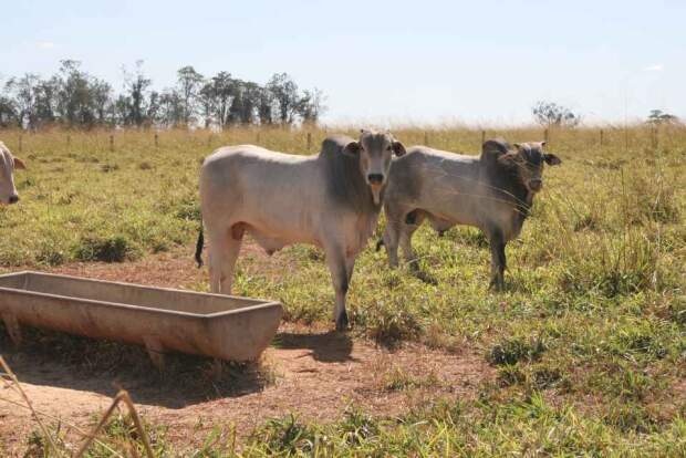 Técnica permite manter o ganho de peso dos animais com suplementação estratégica e manejo efetivo dos piquetes. (Divulgação Connan)