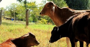 Nova funcionalidade traz mais agilidade e segurança para a certificação de produtos de origem animal, beneficiando milhares de empresas em todo o Brasil. (Divulgação)