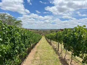 Mello Vinícola em Garanhuns (PE). Crédito: Mello Vinícola/Divulgação