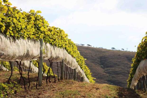 Vinhedos da Casa Correa & Medici na Serra da Mantiqueira ok