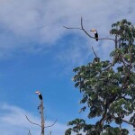 Dia Internacional da Biodiversidade - Bracell