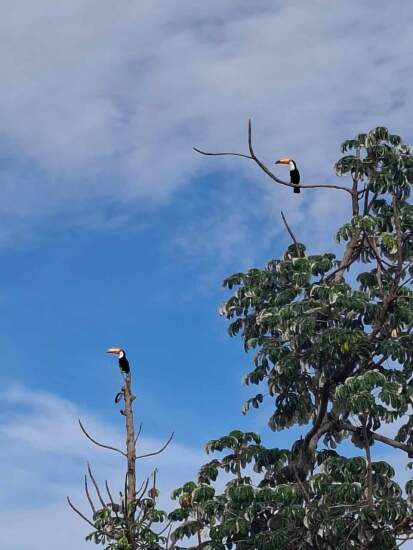 Dia Internacional da Biodiversidade - Bracell