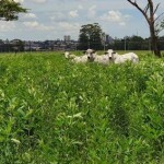 Pesquisador da Embrapa destaca benefícios agronômicos e econômicos da adoção de plantas de cobertura no período da safrinha em Mato Grosso do Sul. leguminosas com gramíneas. (Foto: Embrapa / Reprodução)