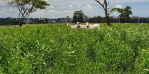 Pesquisador da Embrapa destaca benefícios agronômicos e econômicos da adoção de plantas de cobertura no período da safrinha em Mato Grosso do Sul. leguminosas com gramíneas. (Foto: Embrapa / Reprodução)
