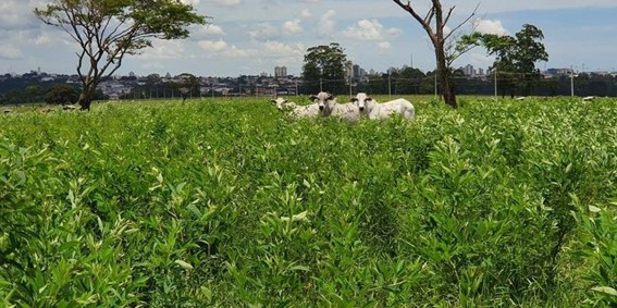 Pesquisador da Embrapa destaca benefícios agronômicos e econômicos da adoção de plantas de cobertura no período da safrinha em Mato Grosso do Sul. leguminosas com gramíneas. (Foto: Embrapa / Reprodução)