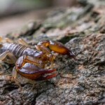 Em grupos como crianças e idosos as picadas podem evoluir gravemente, por isso, recomenda-se certos cuidados especiais e atendimento médico urgente. (Crédito: Divulgação).