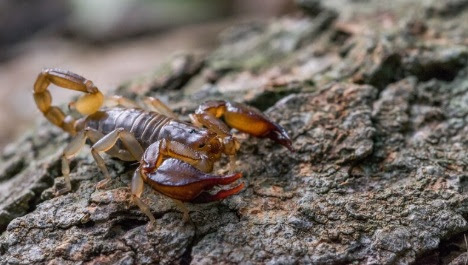 Em grupos como crianças e idosos as picadas podem evoluir gravemente, por isso, recomenda-se certos cuidados especiais e atendimento médico urgente. (Crédito: Divulgação).