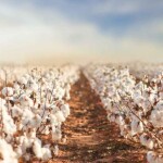 Dia de campo será realizado no Mato Grosso e percorrerá quatro fazendas referência, promovendo troca de experiências, conteúdo técnico e tecnologias para o manejo do algodão. (Divulgação)