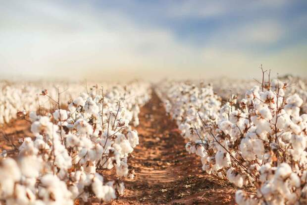 Dia de campo será realizado no Mato Grosso e percorrerá quatro fazendas referência, promovendo troca de experiências, conteúdo técnico e tecnologias para o manejo do algodão. (Divulgação)