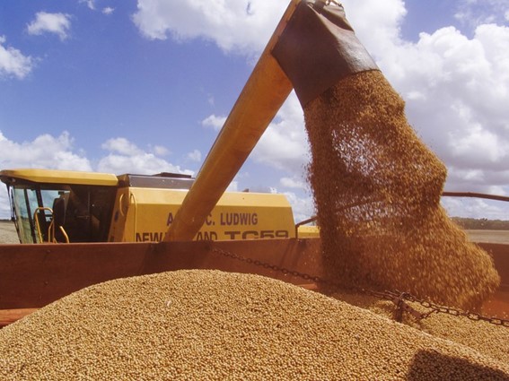 Com safras em crescimento e demanda internacional aquecida, país se consolida como fornecedor estratégico, mesmo em cenário de preços pressionados. (Foto: Ministério da Agricultura, Pecuária e Abastecimento)