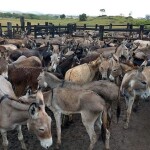 Nota de repúdio ressalta que animais correm risco de extinção e que seu abate é proibido pela Constituição Federal. (Foto: Portal Acesse Política / reprodução
