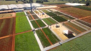 Open Field Day, edição 2024. (Divulgação / Agristar)