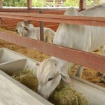 Além de ajudar na segurança alimentar de bovinos em períodos de estiagem, a palma forrageira apresenta indícios de contribuir para a melhoria da qualidade do leite e da carne dos animais. Foto: Cacio Murilo (Depositphotos).