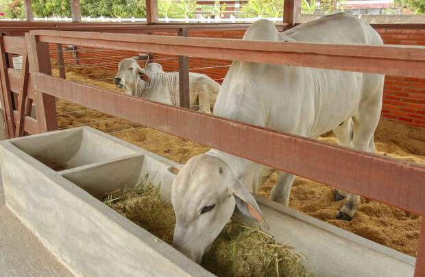 Além de ajudar na segurança alimentar de bovinos em períodos de estiagem, a palma forrageira apresenta indícios de contribuir para a melhoria da qualidade do leite e da carne dos animais. Foto: Cacio Murilo (Depositphotos).
