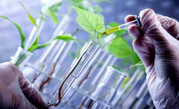 "O DNA do solo está acessível e mudando o jeito de plantar no Brasil", afirma Eduardo Balsanelli, diretor de Pesquisa e Desenvolvimento da GoGenetic. (Imagem: pesquisa Google)