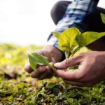Do cosméticos, tecidos e materiais de construção: o agronegócio brasileiro é protagonista silencioso em diversas áreas do nosso dia a dia. (Freepik)