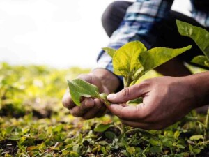 Do cosméticos, tecidos e materiais de construção: o agronegócio brasileiro é protagonista silencioso em diversas áreas do nosso dia a dia. (Freepik)