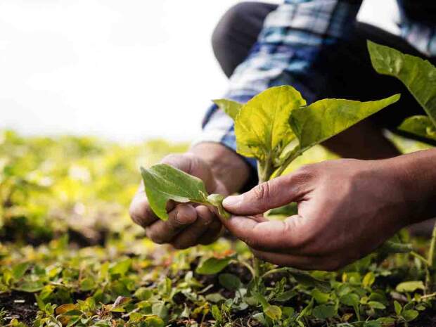 Do cosméticos, tecidos e materiais de construção: o agronegócio brasileiro é protagonista silencioso em diversas áreas do nosso dia a dia. (Freepik)