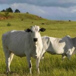 Políticas públicas estruturantes para o setor e guerra tarifária podem impactar positivamente a bovinocultura no Brasil, exigindo o uso de novas ferramentas, como as oferecidas pela JetBov. (FreePik)