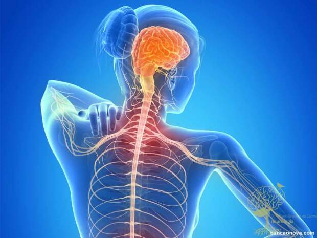 Em 30 de maio lembra-se o Dia Mundial da Esclerose Múltipla. Cientistas alertam para os efeitos desta doença autoimune na saúde reprodutiva e reforça a importância de estratégias integradas entre neurologia e medicina reprodutiva. (Pesquisa Google / reprodução)