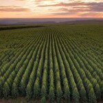 No Vale do Jequitinhonha, a empresa mantém cerca de 2 mil empregos diretos, beneficia 260 famílias por meio de programas de agricultura familiar. (Aperam BioEnergia)
