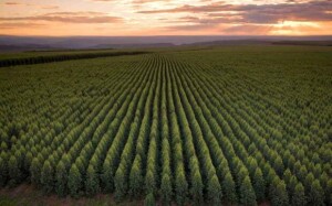No Vale do Jequitinhonha, a empresa mantém cerca de 2 mil empregos diretos, beneficia 260 famílias por meio de programas de agricultura familiar. (Aperam BioEnergia)