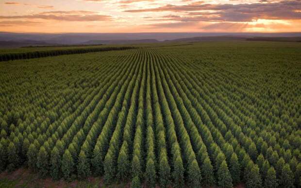 No Vale do Jequitinhonha, a empresa mantém cerca de 2 mil empregos diretos, beneficia 260 famílias por meio de programas de agricultura familiar. (Aperam BioEnergia)