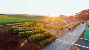 Evento gratuito acontece de 25 a 27 de junho, paralelamente à Hortitec, com apresentação de novas cultivares e demonstrações práticas de bioinsumos. (Divulgação Sakata)