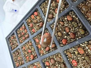 (Studio Felipe Castellari/Divulgação)