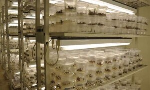 Sua adesão representa um avanço estratégico para o Brasil no campo da biotecnologia, com impactos relevantes para inventores, empresas inovadoras e instituições científicas. (Gov.Br – divulgação)