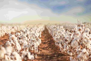 Enquanto a ampliação da área plantada indica confiança por parte dos produtores, a produtividade tem sido impactada por variáveis climáticas irregulares e pela intensificação da pressão de insetos e doenças. (Divulgação)