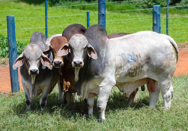 Público poderá conhecer, entre os dias 17 e 21 de junho, exemplares das raças Brahman, Brangus, Canchim, Caracu, Nelore, Santa Gertrudis, Senepol, Sindi e Wagyu. (Divulgação)