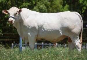 canchim - Divulgação