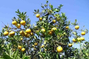 A solução inovadora, agora validada para diferentes cultivos e sistemas agrícolas e industriais do País, promete fortalecer a agricultura sustentável e a segurança alimentar. (Foto: IDR – Paraná)